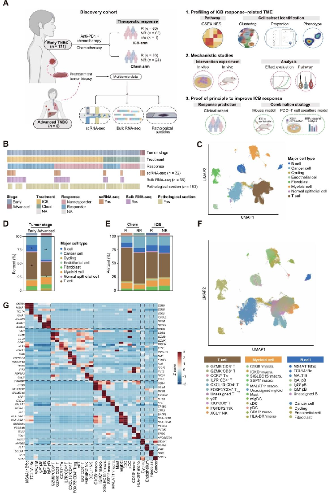 图1：早期与晚期 TNBC 肿瘤微环境单细胞图谱