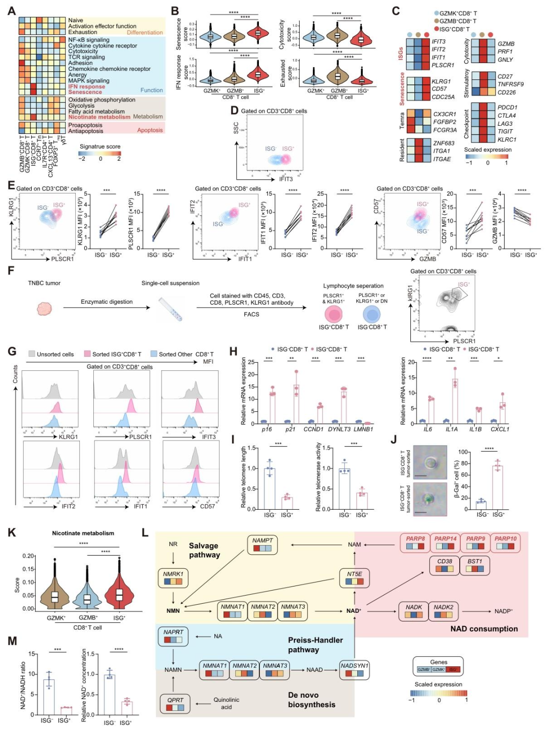 图3：ISG⁺CD8⁺T 细胞具有衰老表型和 NAD⁺代谢缺陷