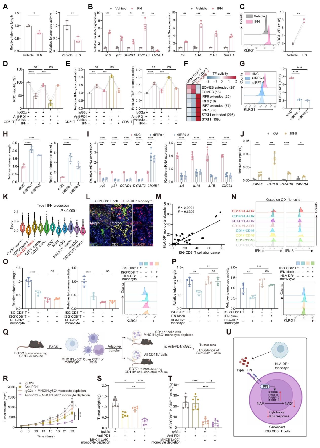 图5：HLA-DR⁺单核细胞通过 IFN-IRF9-PARP 轴诱导 ISG⁺CD8⁺T 细胞衰老