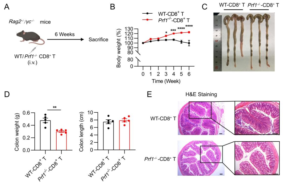 图 3：CD8⁺T 细胞特异性穿孔素缺陷减轻结肠炎病理