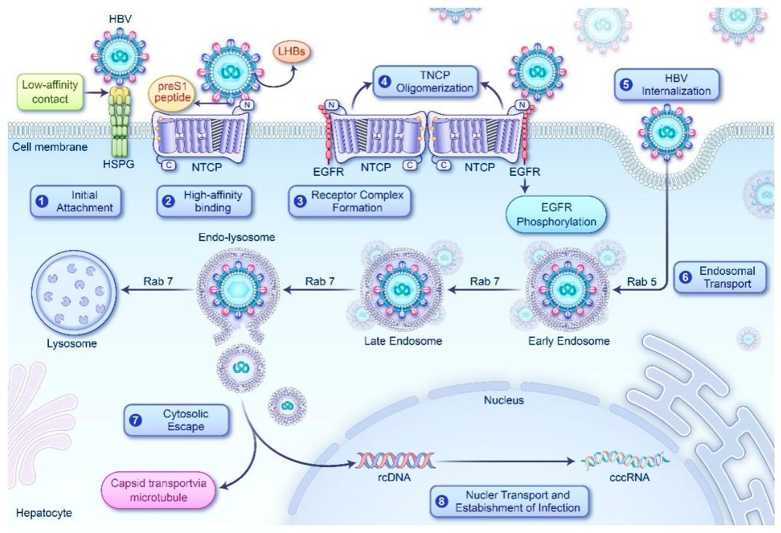 图 2 HBV 入侵肝细胞的多步骤过程示意图