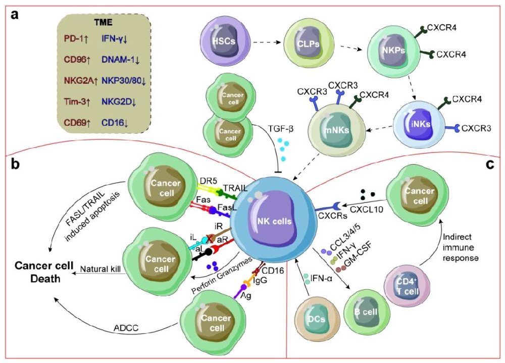 图 1：NK 细胞与肿瘤微环境(TME)的相互作用