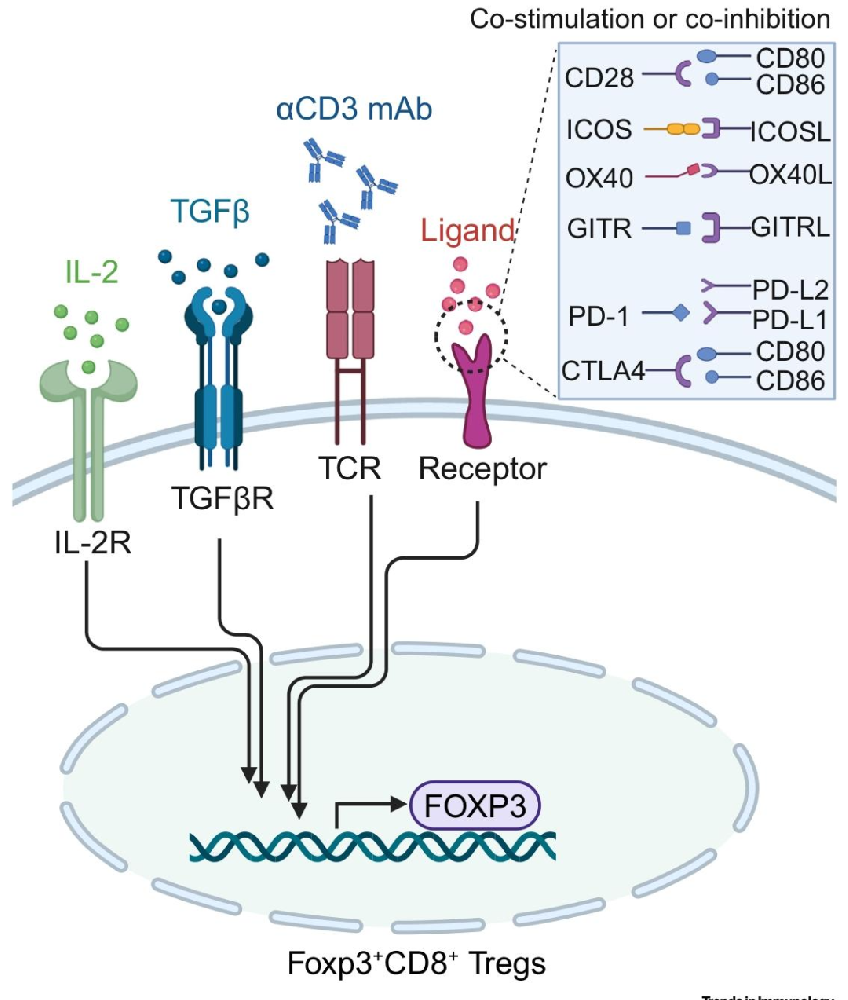 图 1：Foxp3⁺CD8⁺调节性 T 细胞诱导相关的已知受体