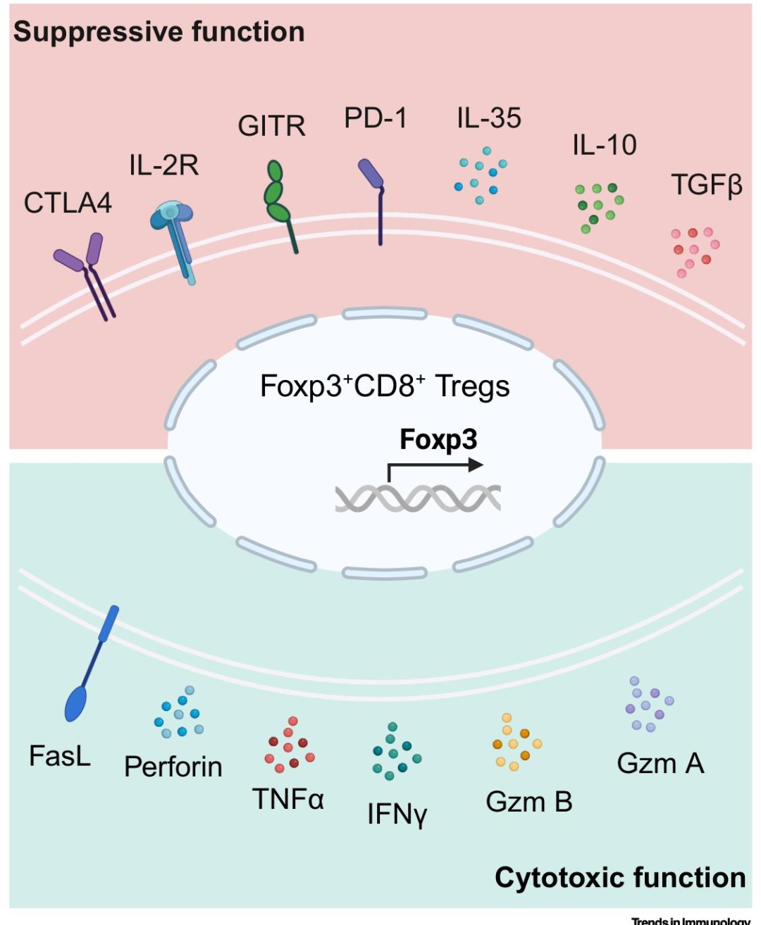 图 2：Foxp3⁺CD8⁺调节性 T 细胞的已知抑制和细胞毒性效应分子