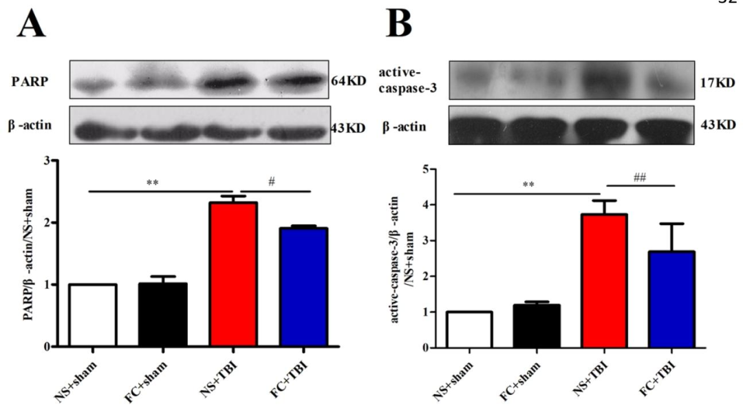 图9：FC 预处理抑制 caspase-3/PARP 凋亡通路