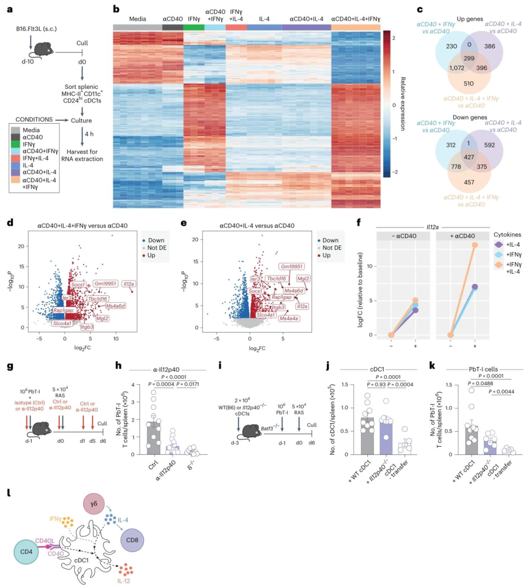 图 6:IL-4 与 IFNγ、CD40 协同驱动 cDC1 产生 IL-12