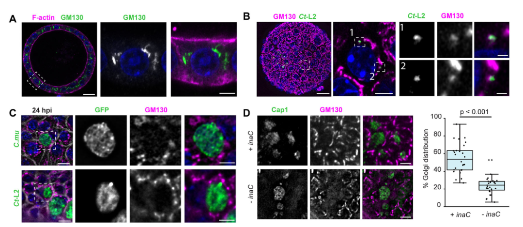 图4：效应蛋白 InaC 调控高尔基体重组