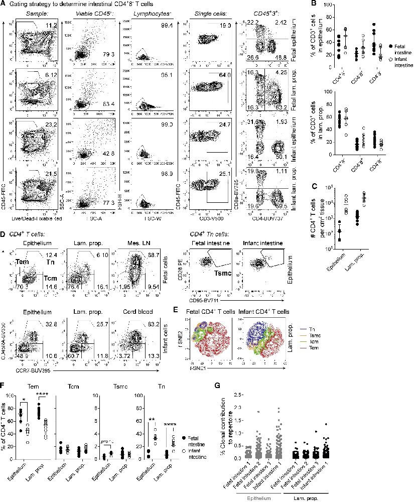 图1：胎儿肠道 CD4+T 细胞以效应记忆表型为主